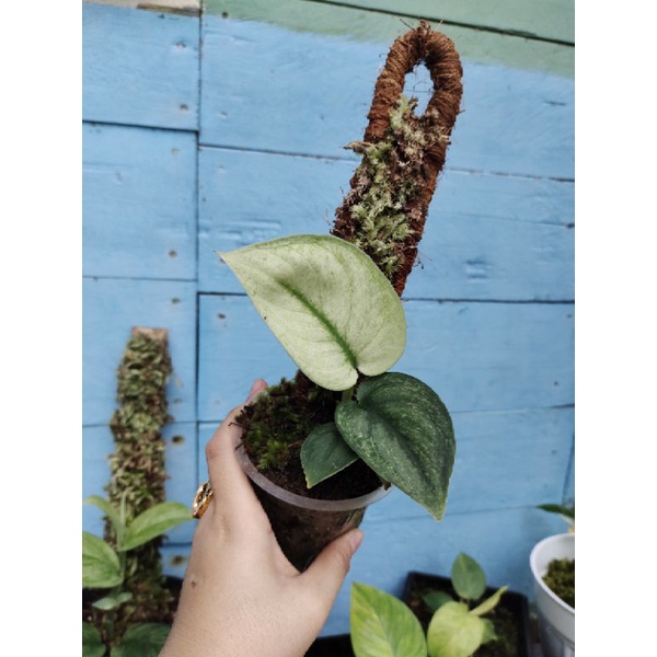 Scindapsus exotika  Mint Varigata