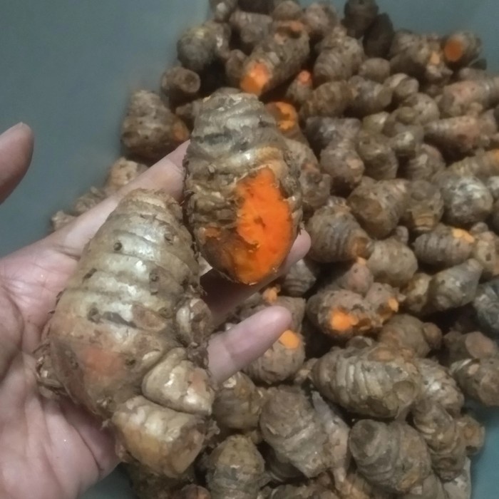 

Biang Kunyit - induk kunyit - empu kunyit segar fresh asli original