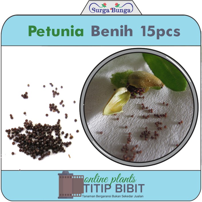 petunia (Petunia x hybrida)  benih/petunia seeds isi 15 biji