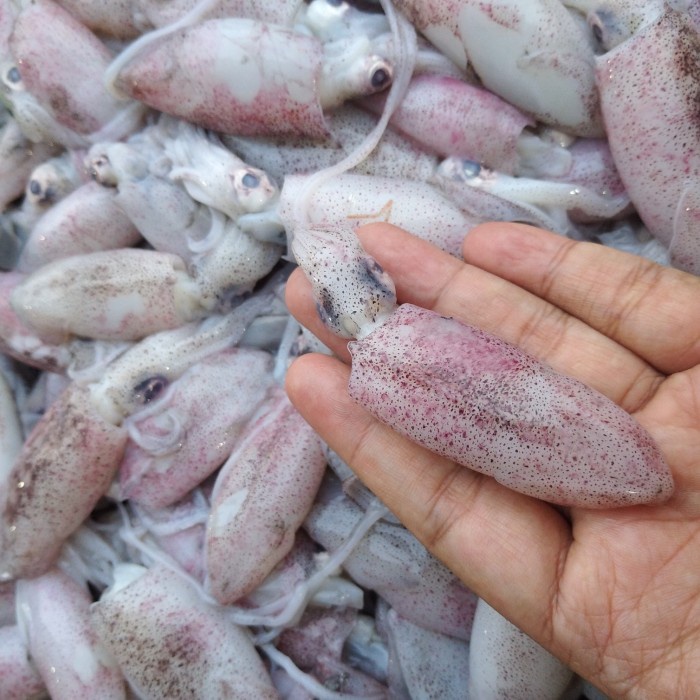 

Cumi Basah Sero Kecil Segar