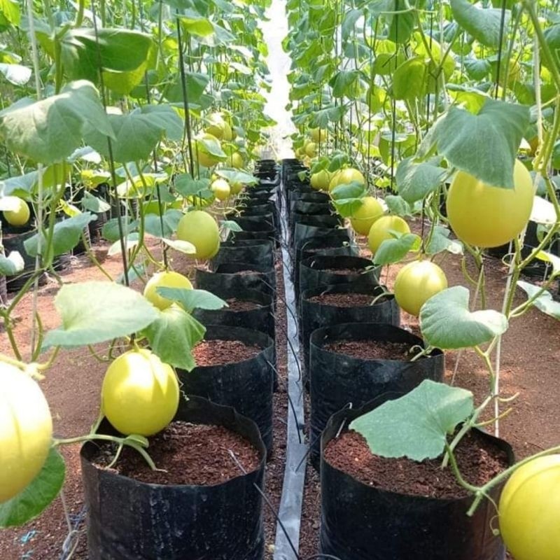 READY BIBIT MELON CANTALOUPE  20 BENIH