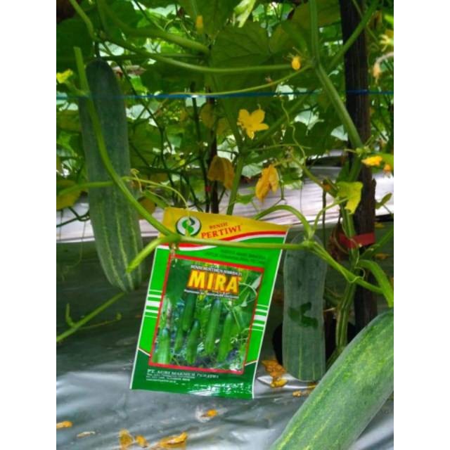 15 Biji  Benih Timun MIRA F1  Idola petani timun Indonesia
