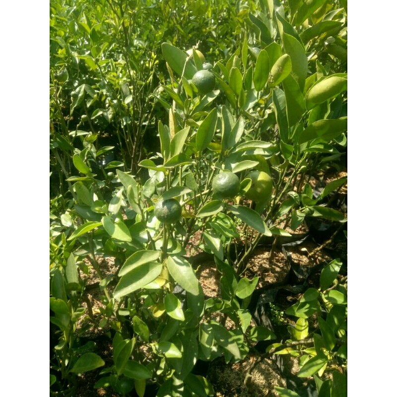 Tanaman Jeruk Sankis okulasi cepat berbuah