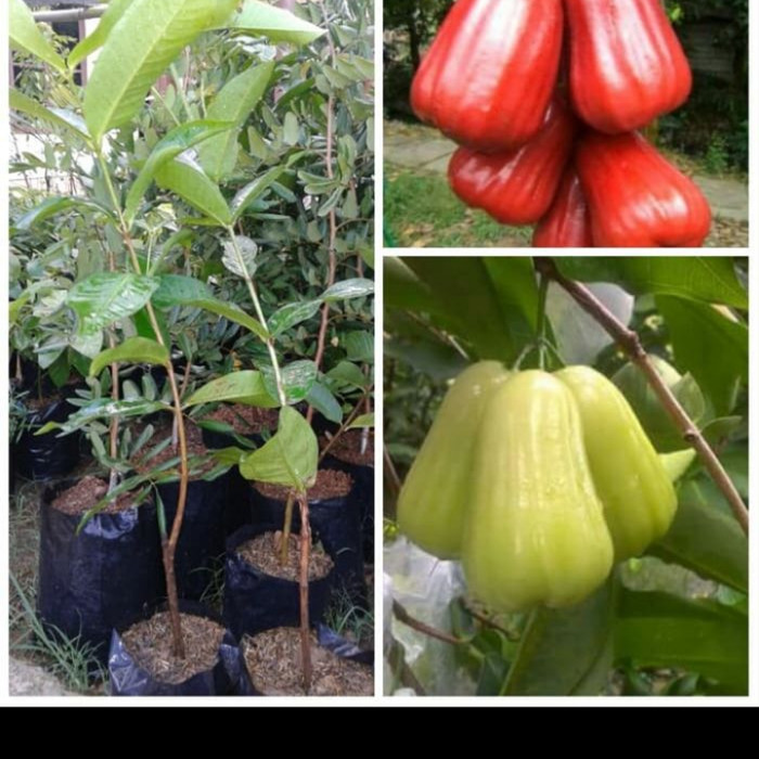 2 Bibit Jambu Air Madu Deli Hijau dan Citra Jumbo