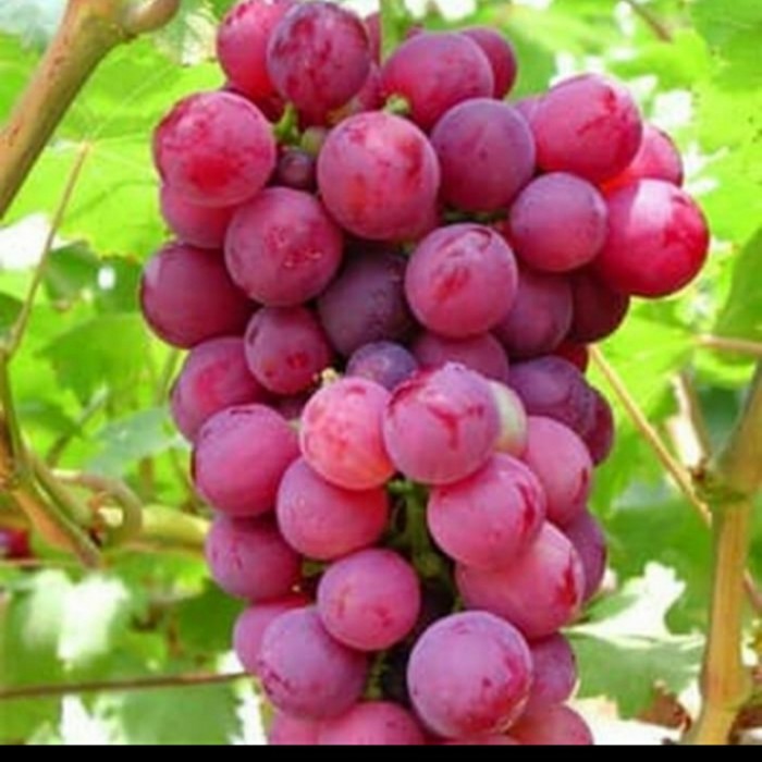 BIBIT ANGGUR MERAH MANIS GENJAH
