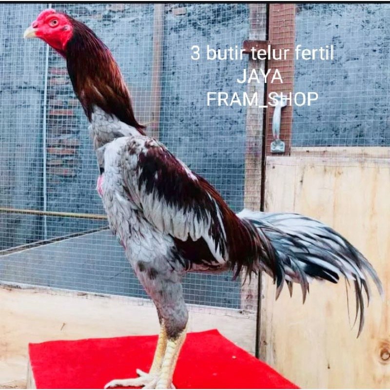 

promo!! telur ayam pakhoy paket 3 butir