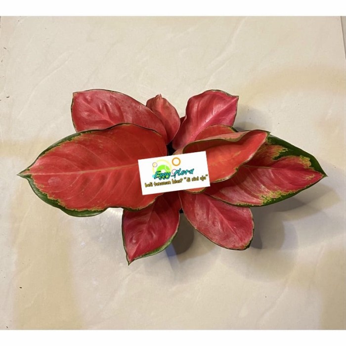 Tanaman aglonema red cherry