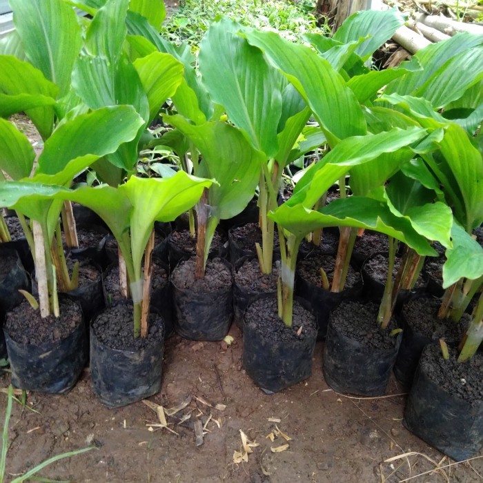 Belanja disini tanaman kunyit Hitam asli dari india Belanja disini .........
