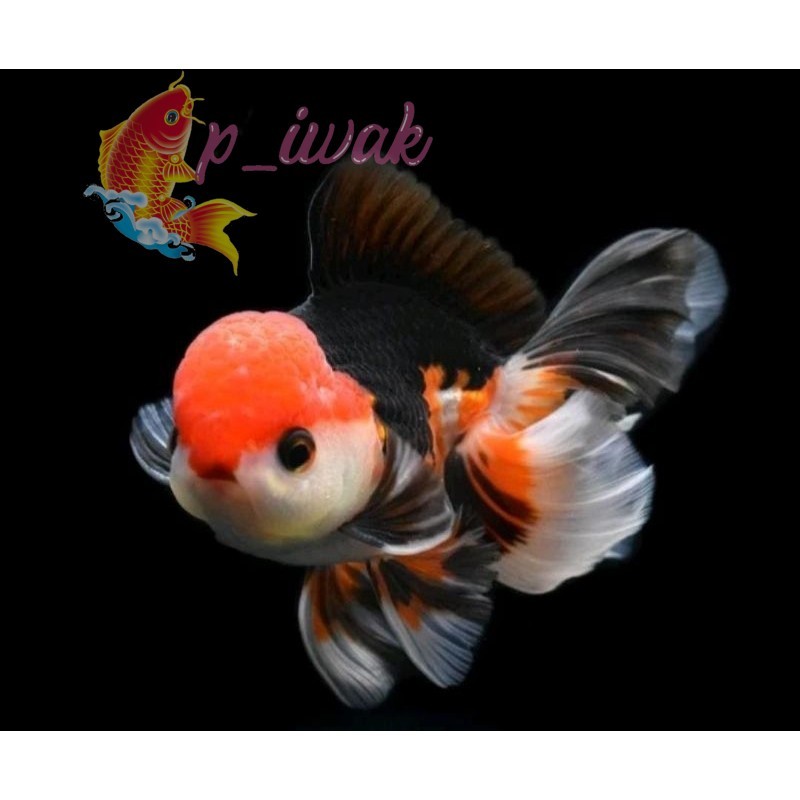 Promo Ikan Hias Mas Koki Oranda Baby 3Colour,Blackgold,Panda Grade Fancy Quality perlengkapan