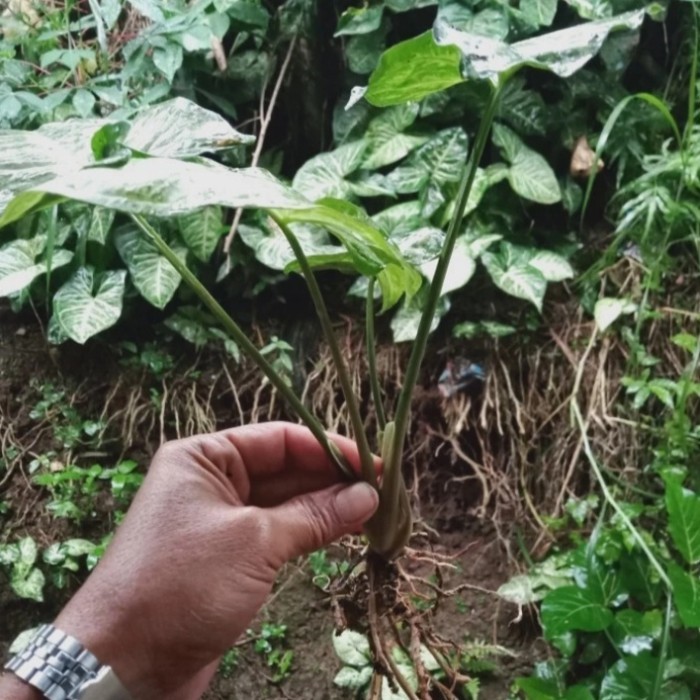 Benih Talas Hias  Kajar-Kajar Hijau 1 pohon