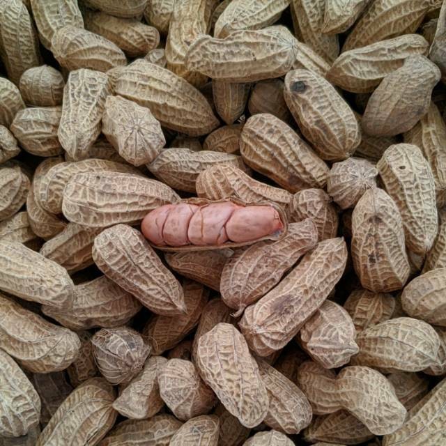 

KACANG GORENG SANGRAI SUPER KACANG SANGRAI