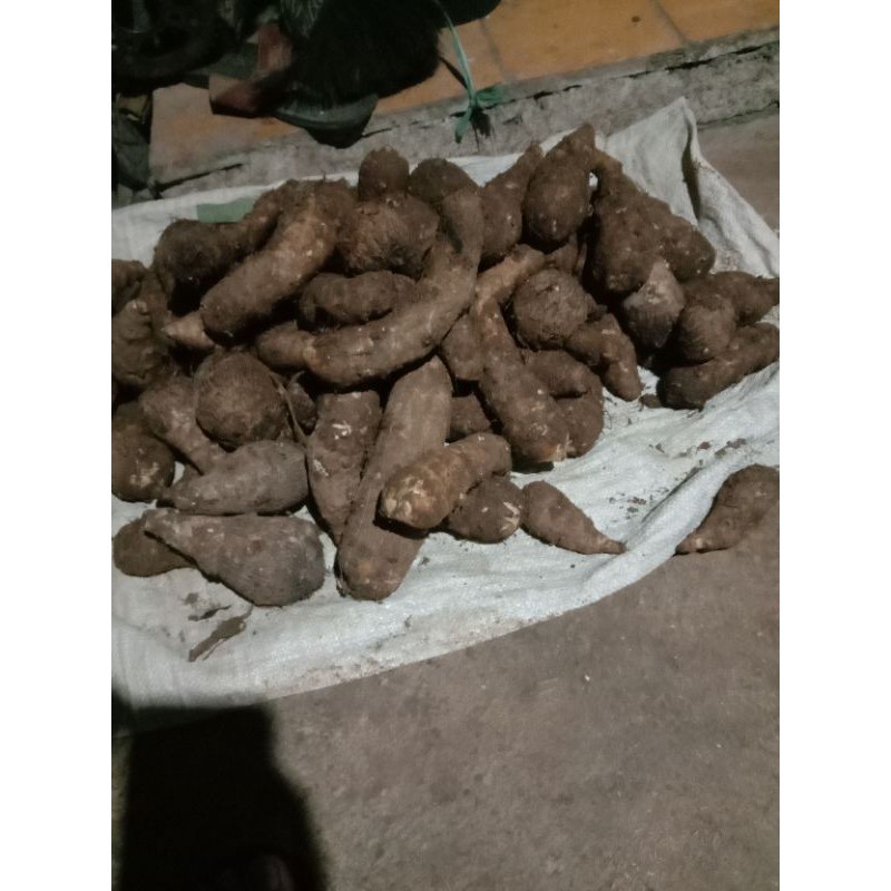 

terbaik termurah umbi talas kimpul . talas gajah lokal1 kg