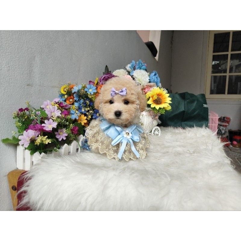 boneka hidup light aprikot tiny toy poodle super cute mata Belo besar lucu cakep seperti boneka bkn 