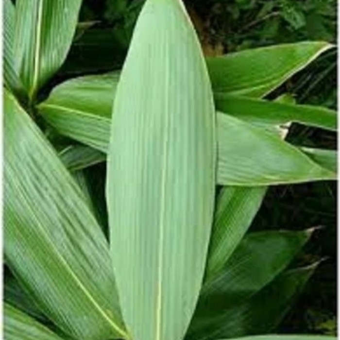 

Daun bambu segar / Daun bambu bakcang-bungkus Bacang lebar per daun