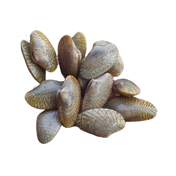 

kerang batik 1 kg