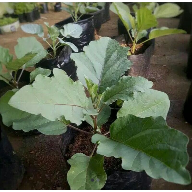 tanaman dapur sayur terong ungu