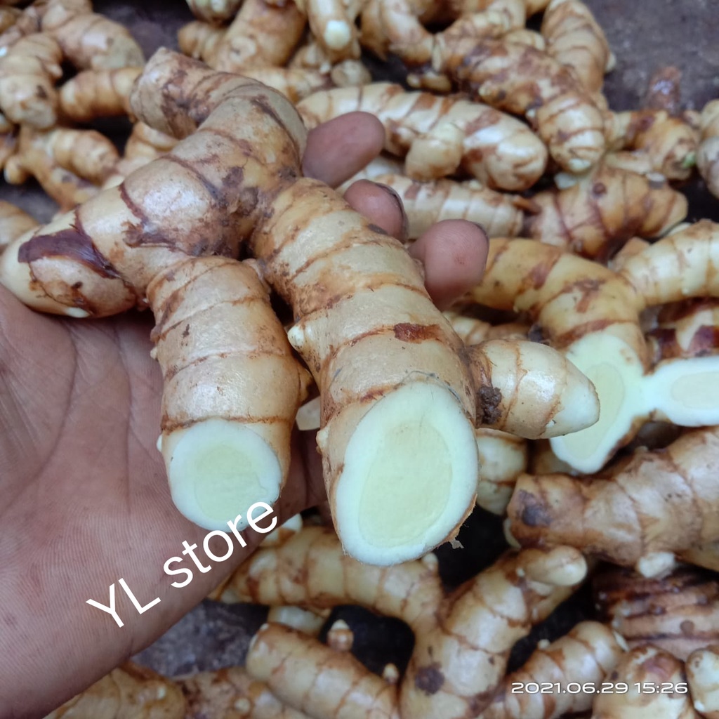 

Temu Putih Segar 1kg/Kunyit Putih/kunir putih (Curcuma Zedoaria)