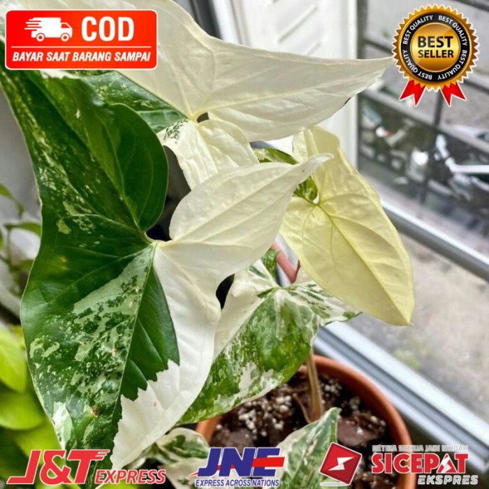 syngonium varigata albo - tanaman hias syngonium varigata albo