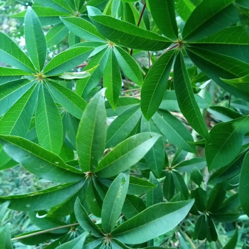 

500 GRAM DAUN RANDU/ DAUN KAPUK SEGAR HERBAL