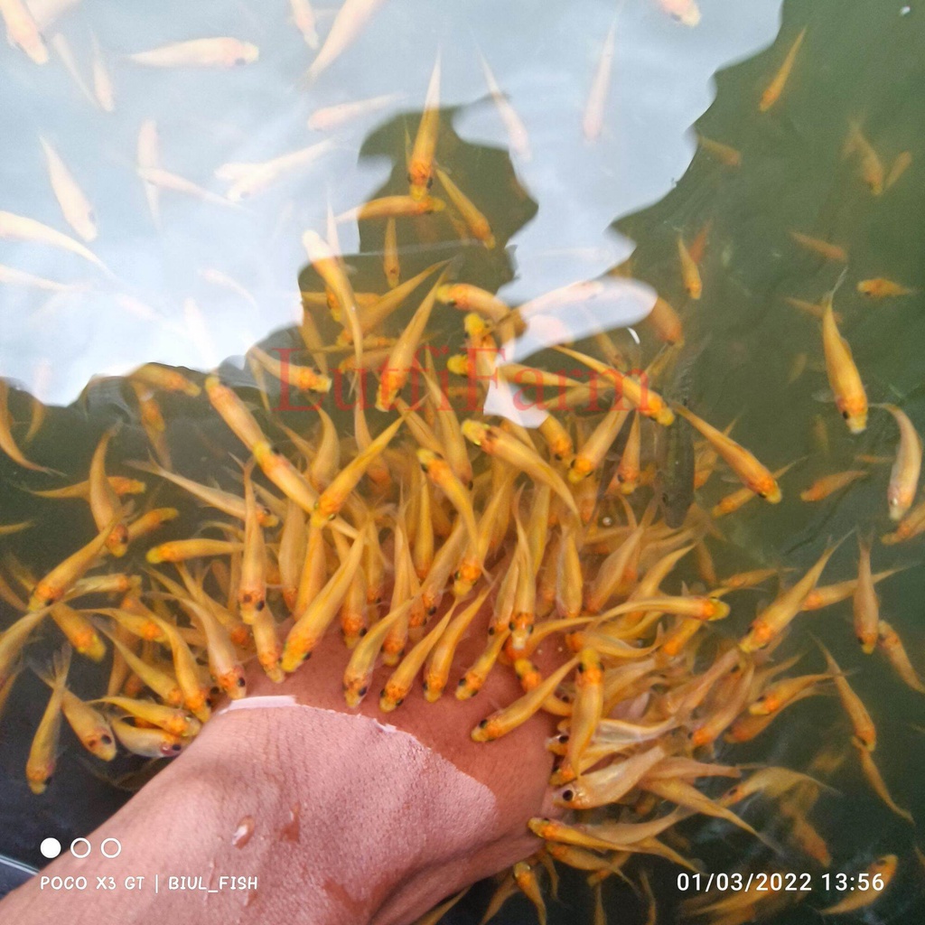 Ikan Terapi kaki warna Lemon 4-5 isi 60 ekor