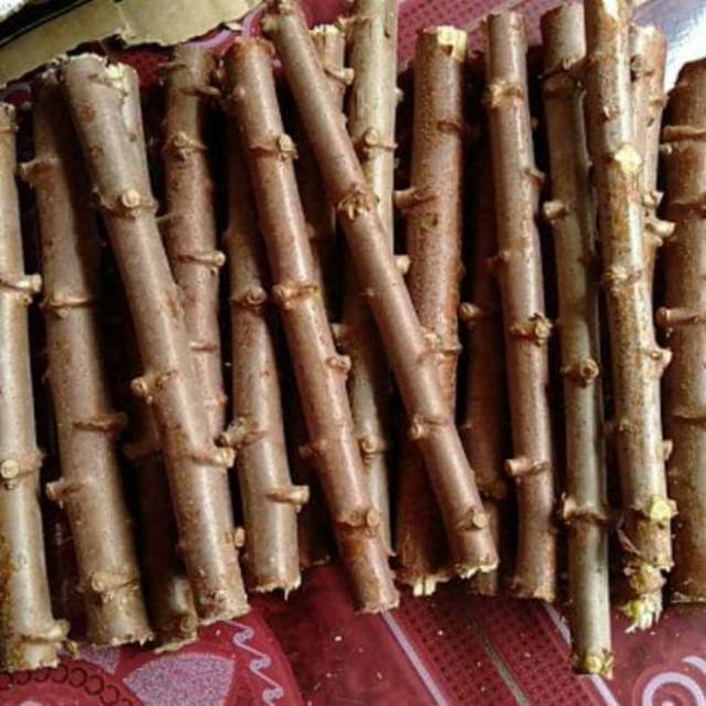 Bibit singkong Gajah ketela pohon empuk pulen umbi lebat