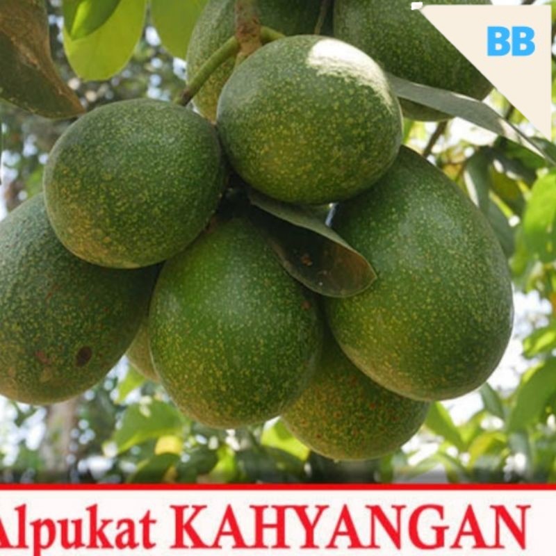apukat khayangan