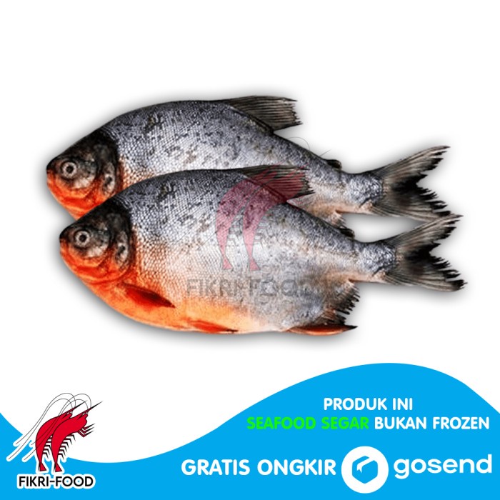 

Ikan Bawal Tawar 1kg