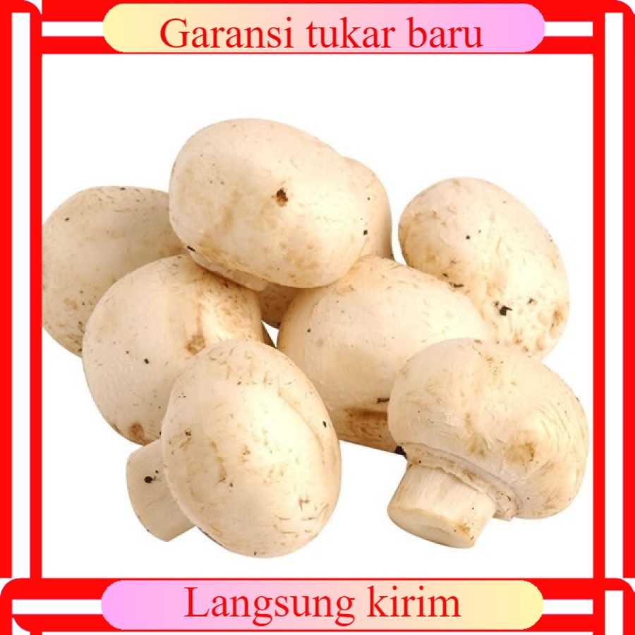 

Jamur kancing segar Jamur Champignon 200 gram sayur sayuran segar MURAH BERKUALITAS BURUAN BELI