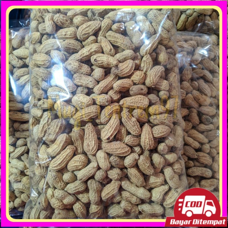 

kacang kulit sangrai 1kg kacang kulit bakar