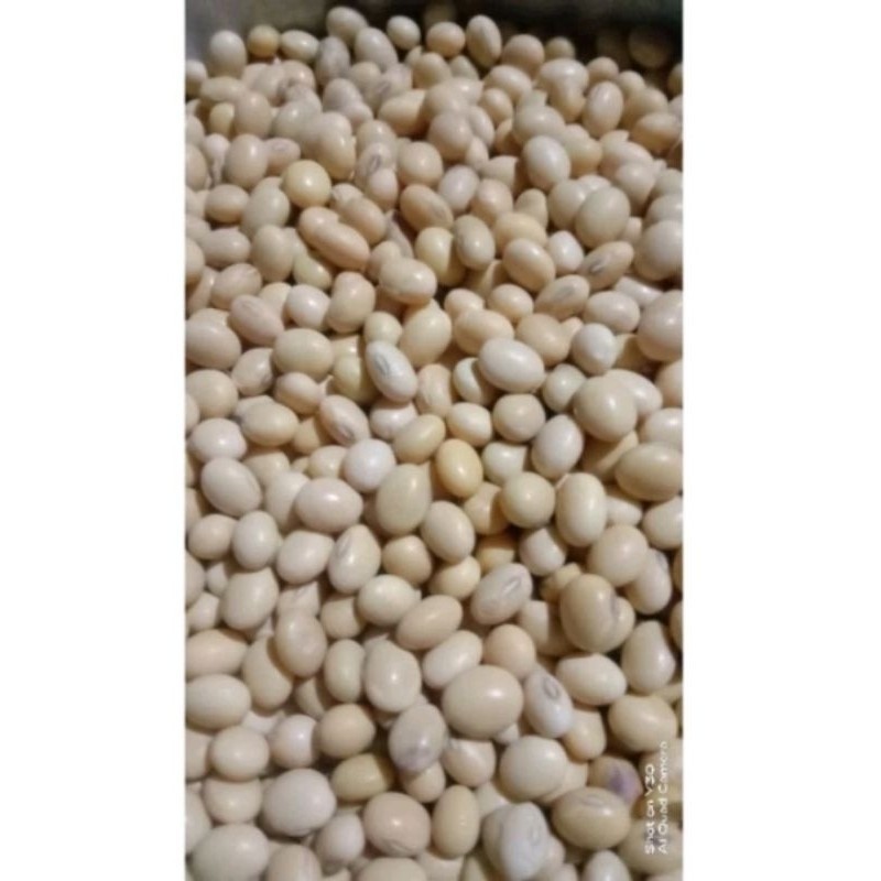 1 KG BENIH KACANG KEDELAI ANJASMORO SUPER JAWI