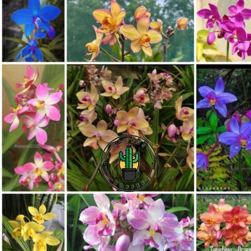 TANAMAN HIAS ANGGREK TANAH - BUNGA HIAS ANGGREK TANAH - BUNGA HIDUP ANGGREK TANAH