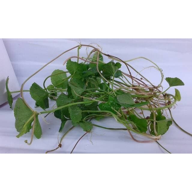 

PEGAGAN ANTANAN SEGAR 100 GRAM