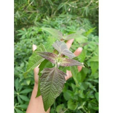 

Promo Daun kirinyuh segar 1kg - Kirinyuh fresh premium