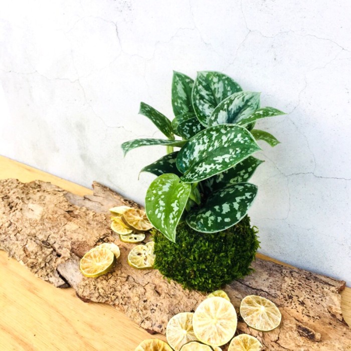 Mossball - Scindapsus Pictus Argyraeus