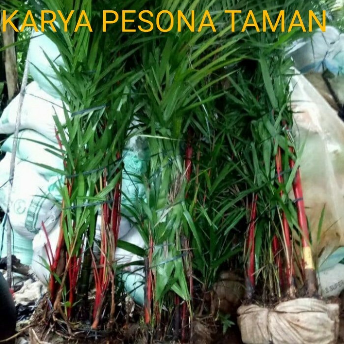 tanaman hias palem merah tinggi 2 meter +pot