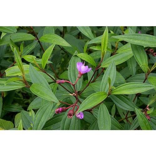 

Ready daun senduduk senggani fresh daun herbal murah