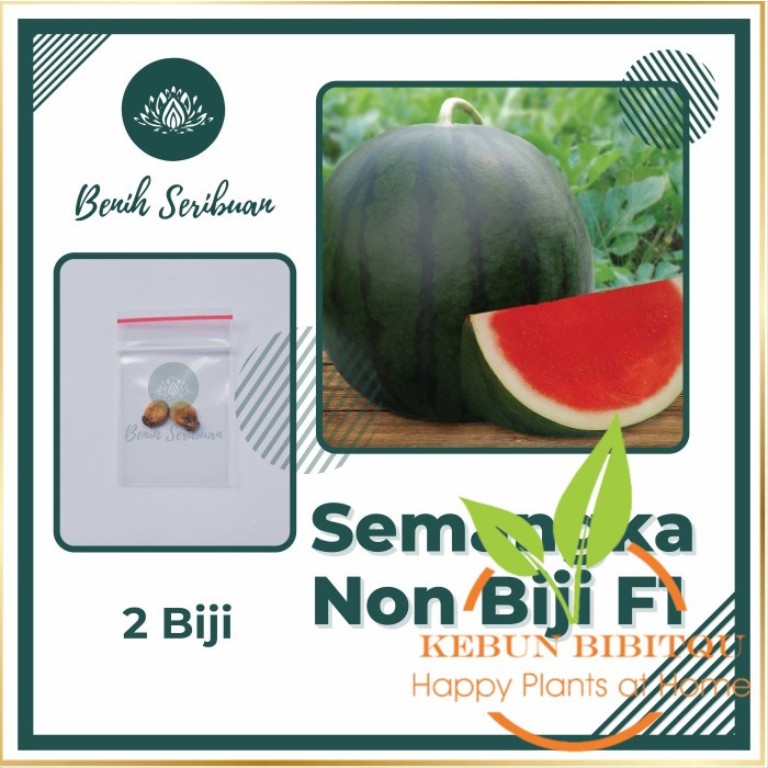 2 Bibit Semangka Non Biji Madrid F1 Hibrida Benih Buah Tanpa Biji - SMANGK NON BIJI Kebun Bibitqu