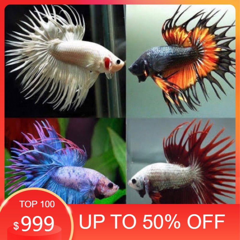 hiasan aquarium packing bonus cupang serit (ct maskot) ekor lancip lebar, ukuran M, warna cerah, ika