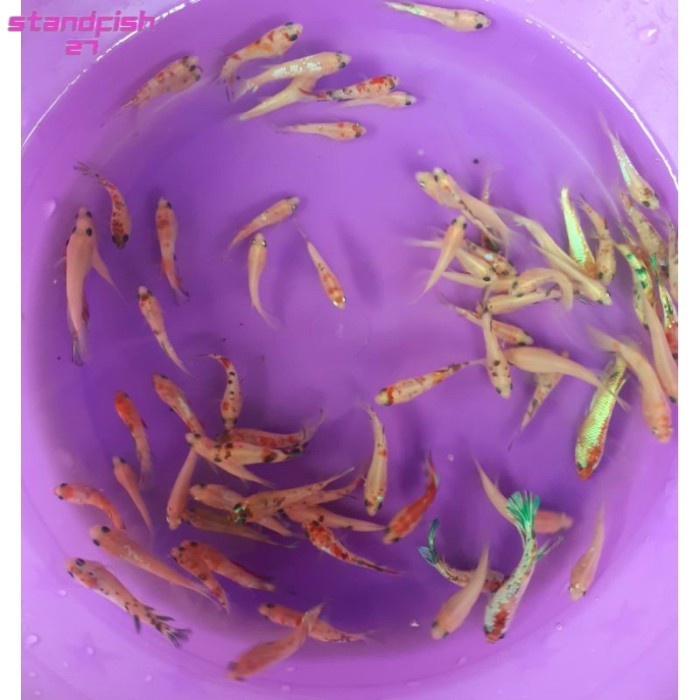 singletank Cupang Nemo Galaxy bahan cello proses mutasi premium mkpartfish