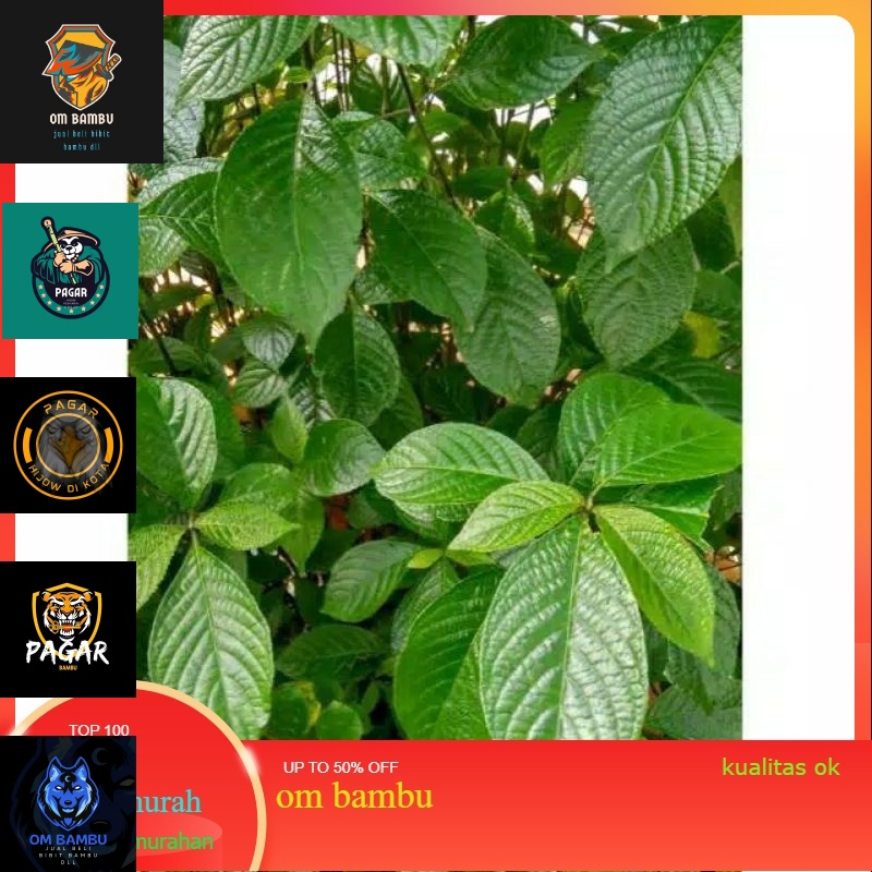 

Daun keji beling atau pecah beling segar per /500gram promo 10 10