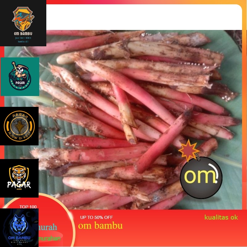 

akar pohon pinang muda basah presss