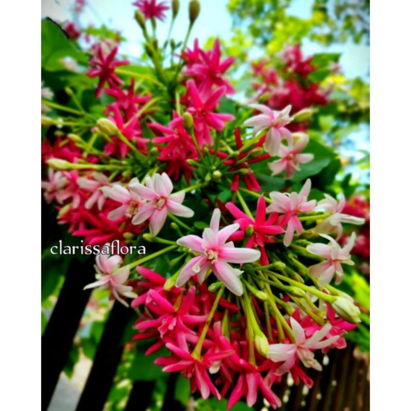 ( TERMURAH) Melati Belanda - Tanaman Hias Melati Belanda Bunga Merah - Bunga Hidup melati Belanda