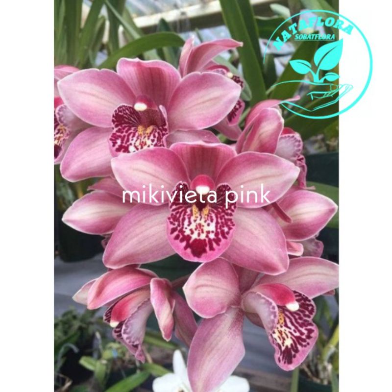 PROMOTANAMAN HIAS ANGGREK CYMBIDIUM MIKIVIETA PINK