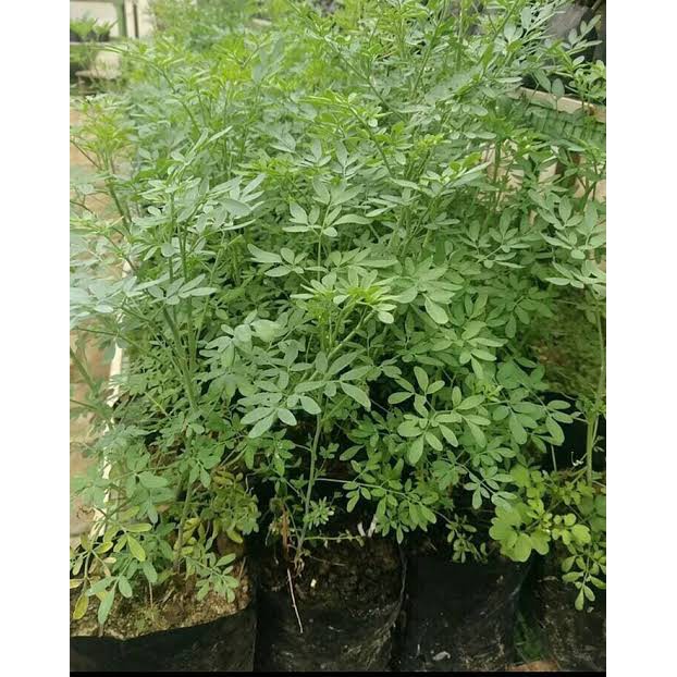 inggu (Ruta graveolen) bibit tanaman obat herbal BERGARANSI