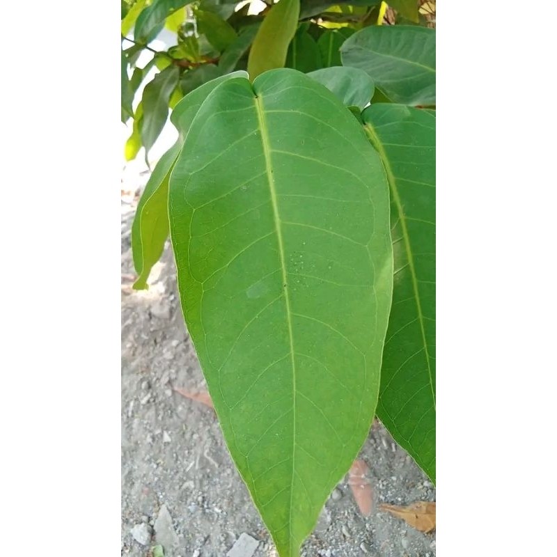 

COD 100 LEMBAR DAUN JAMBU AIR SEGAR