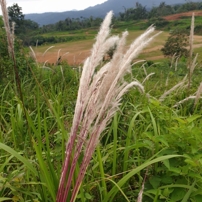 

Bunga alang alang asli - bukan kembang alangalang plastik per 10 buah