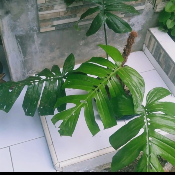 monstera amidrium