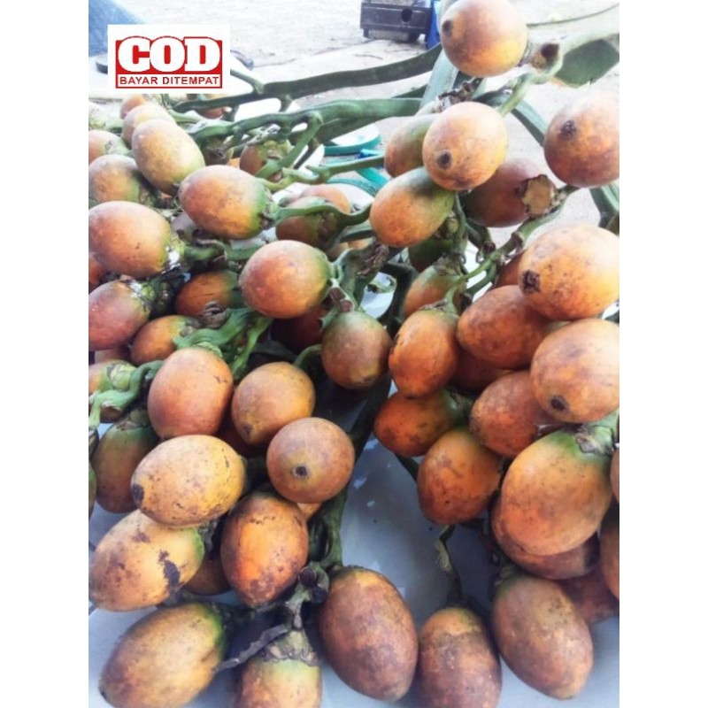 

buah pinang tua 1kg