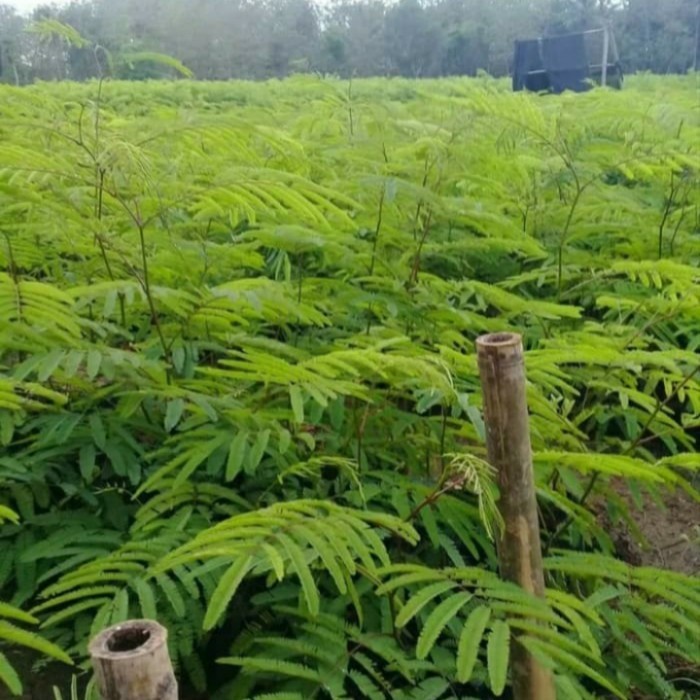 Bibit Tanaman Kaliandra Pakan Ternak/ Penahan Erosi