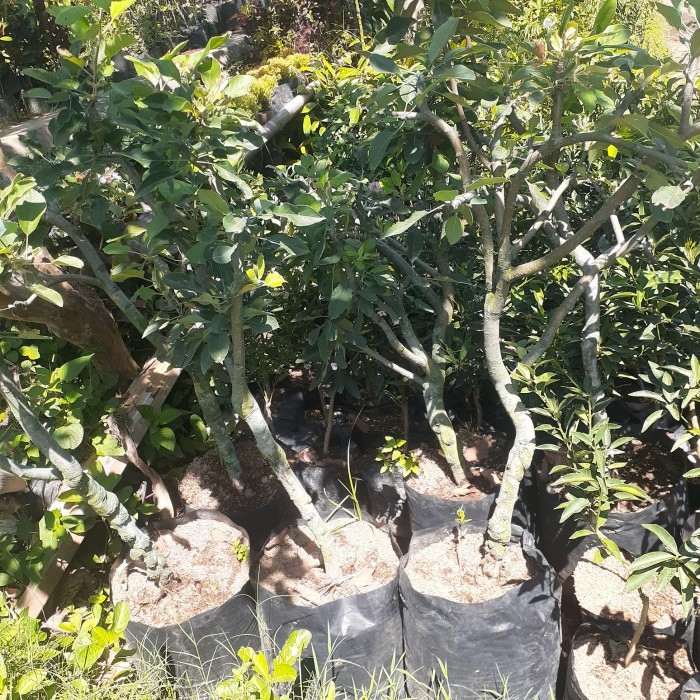 BIBIT APEL ANNA/ APEL ANA CANGKOK SUPER BATANG BESAR BERBUNGA